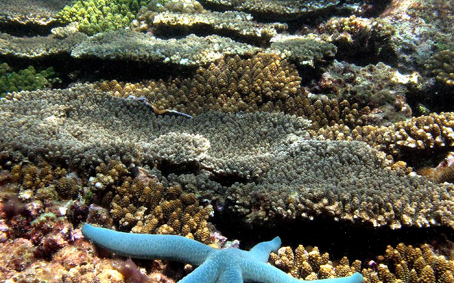 A starfish basks in the sunshine on the shallow seawall coral reef. It is one of many species that inhabit the reef a stone's throw from the seawall.