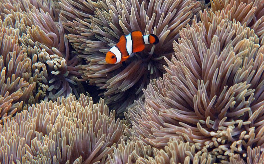 A clown fish swims amongst the tentacles of its host anemone. There are many varieties of clown fish that live in the limbs of their hosts along the seawall.