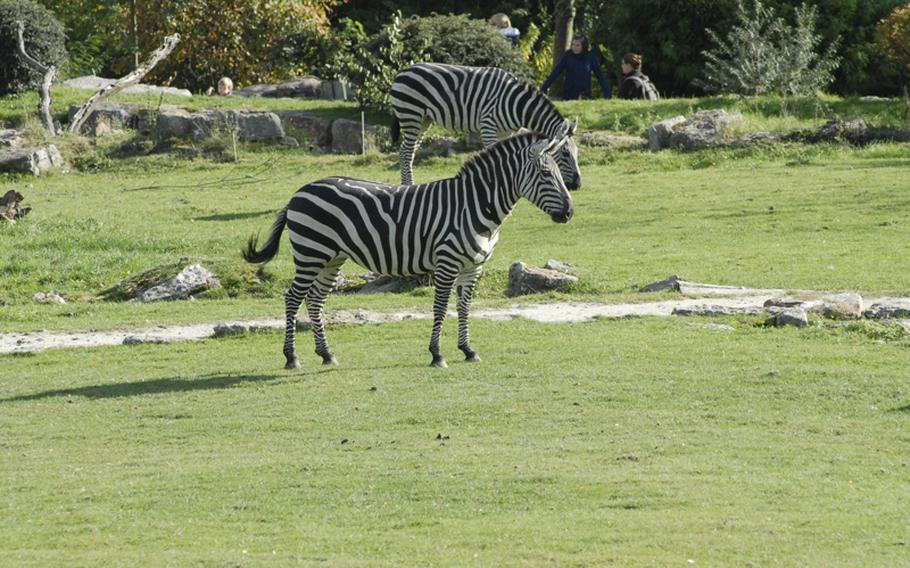 Lodge diners can enjoy their meal while watching zebras and other animals living at the Opel Zoo. Lodge is located near to the zoo near Wiesbaden, Germany.