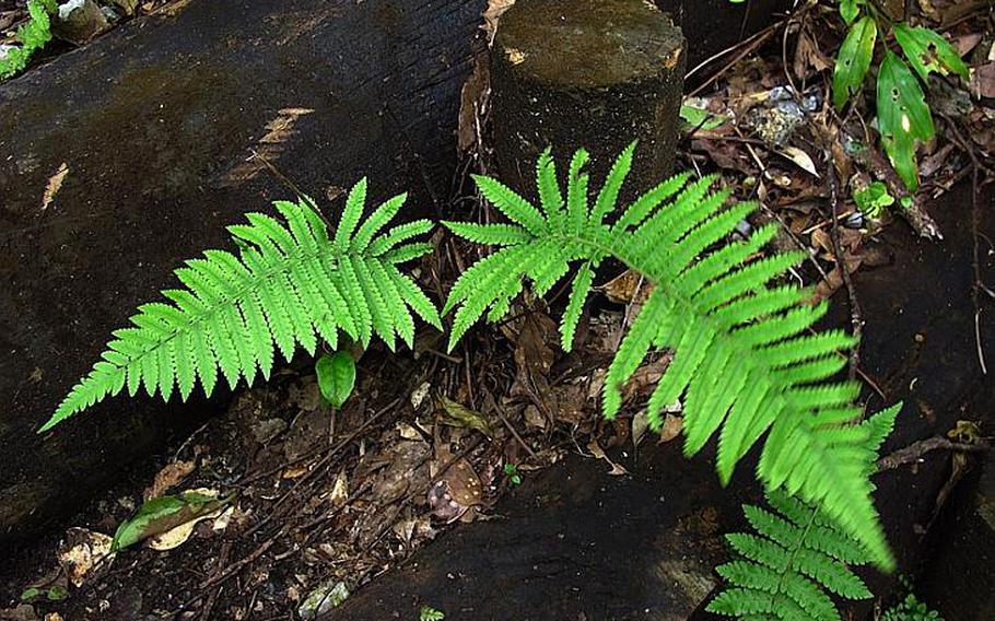 Ferns were scattered all along the edge of the trail indicative of how wet the trail is. The steps were extremely slippery in places and where there was a steep grade hikers should be extremely cautious to prevent falling and possibly injuring themselves.