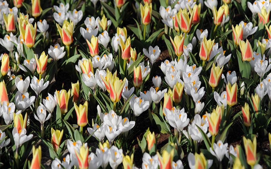 Crocuses and tulips create a field of blooms.