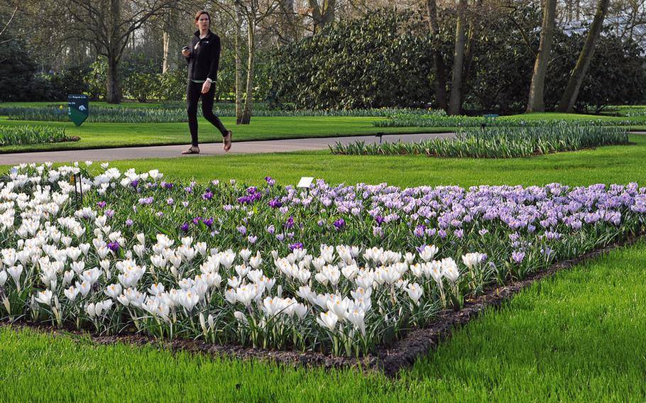 A visitor walks past blooming crocuses at the  gardens.