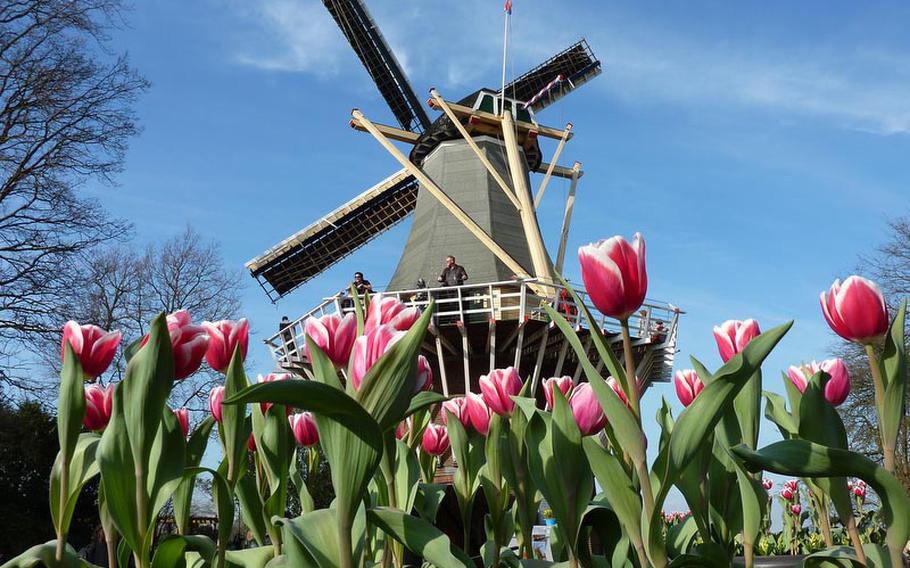 Potted tulips bloom in front of Keukenhof's windmill. There is a good view of the gardens and the tulip fields outside of Keukenhof.