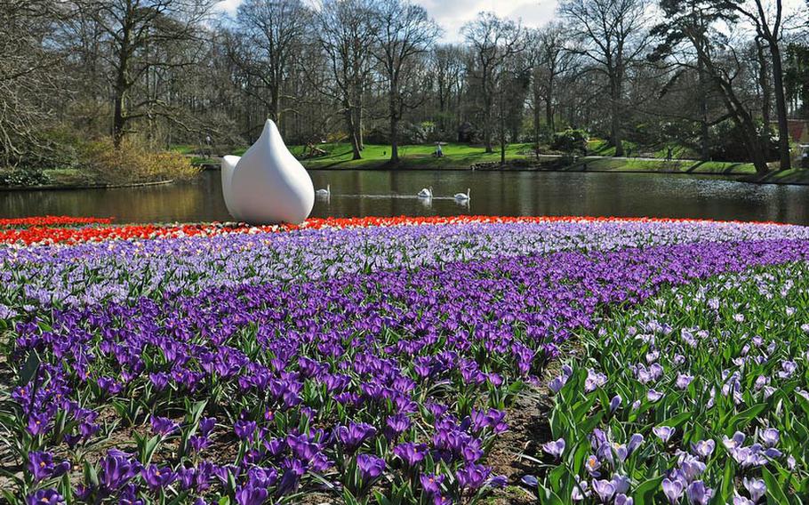 Swans swim past blooming flowers and a sculpture at Keukenhof, Holland's famous flower gardens.