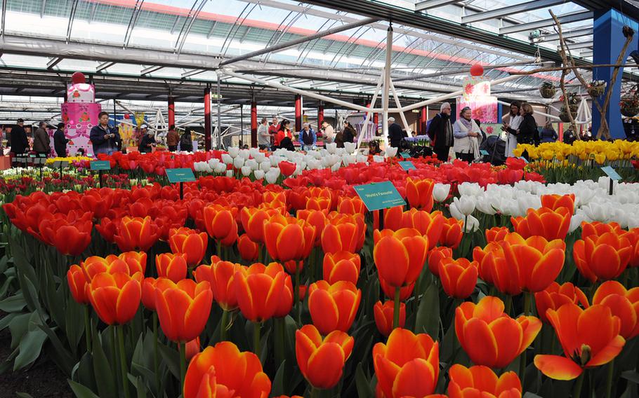 Although there was still a lot of green outside on opening day in 2011, inside the Willem Alexander Pavilion thousands of colorful tulips and daffodils were abloom.