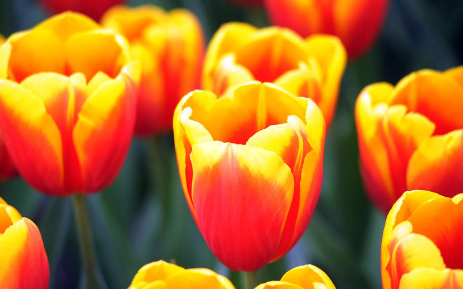Tulips bloom a bright red and yellow inside the Willem Alexander Pavilion.