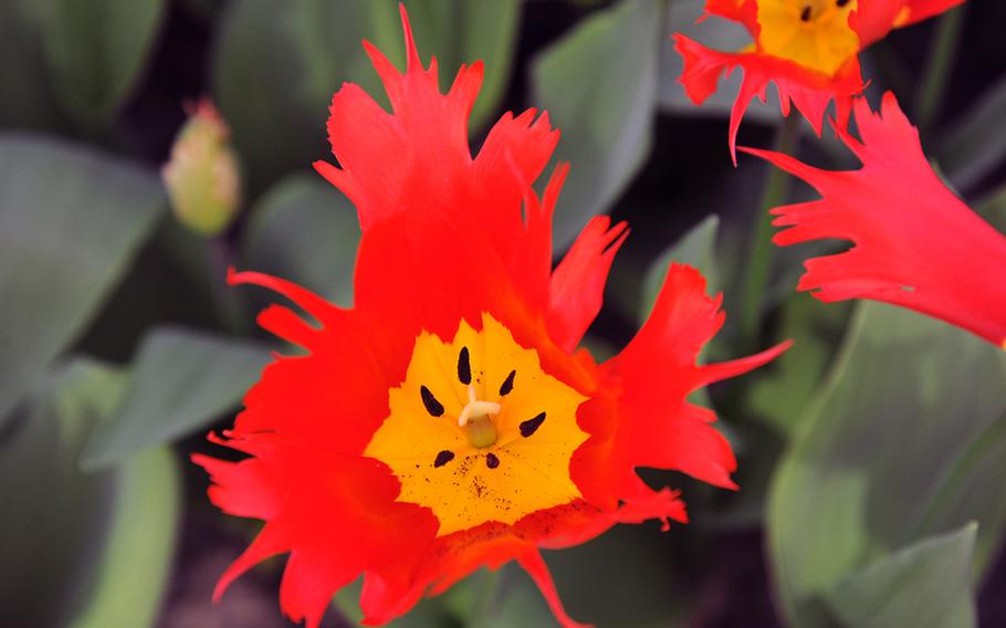 A vibrant red tulip blooms at Keukenhof.