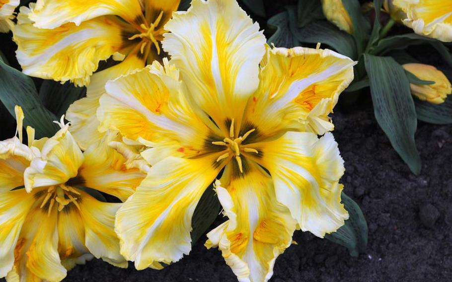 Zampa Parrot tulips bloom inside the Willem Alexander Pavilion.