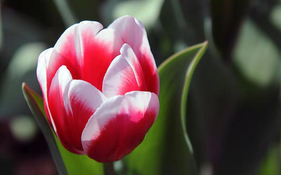 The tulips and other spring flowers attract thousands to Keukenhof for the annual flower exhibit.