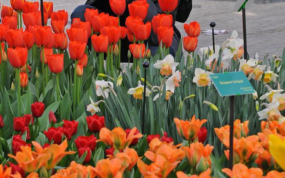 A visitor to Keukenhof snaps images of the blooming flowers in the Willem Alexander Pavilion.