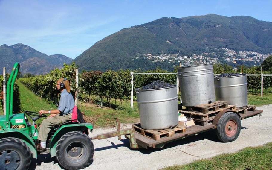 Newly harvested grapes are transported from the vineyards at Terreni alla Maggia in Ascona, Switzerland.
