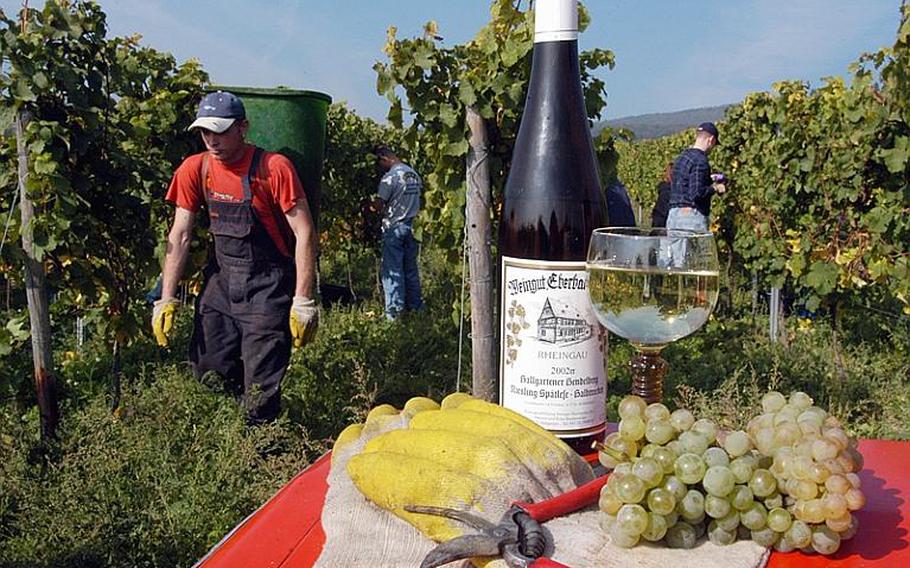 American volunteers work in a vineyard in the Rheingau region of Germany, knowing that their reward will be a bottle of its delicious white wine.