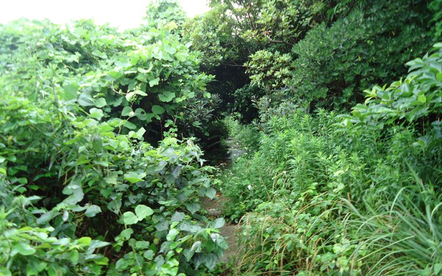 An overgrown trail in the Ioujima jungle was supposed to lead to a beach, but instead led to a rock face.