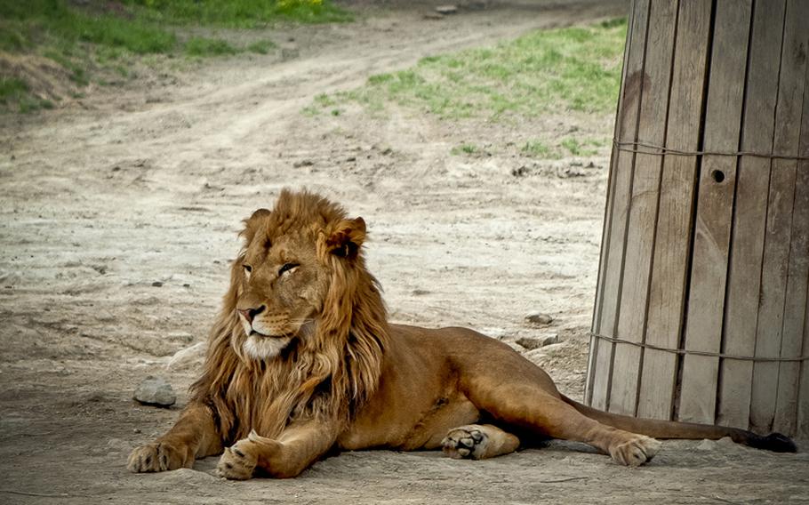 Getting up close and personal with a relaxing lion is one of the many exciting things to do at the Gunma Safari Park.