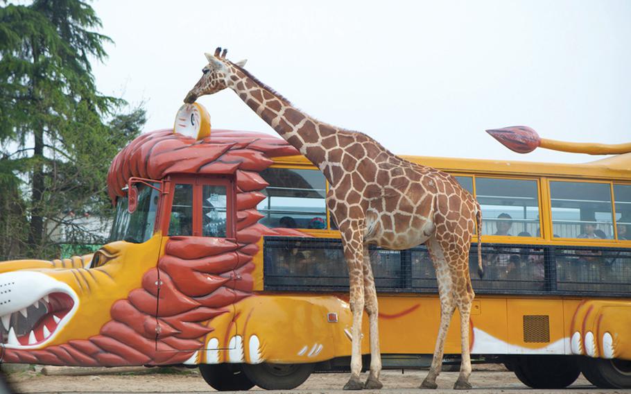 If you aren't up for driving, the park offers special animal themed buses to ride and feed the animals at the Gunma Safari Park.