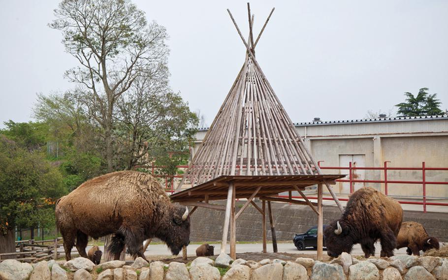 It was surprising to find some American Bison on display at the Gunma Safari Park.