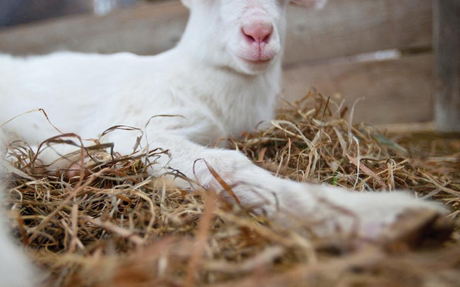 A baby lamb is a softer alternative if the lions, tigers and bears are too much for you while visiting the Gunma Safari Park.