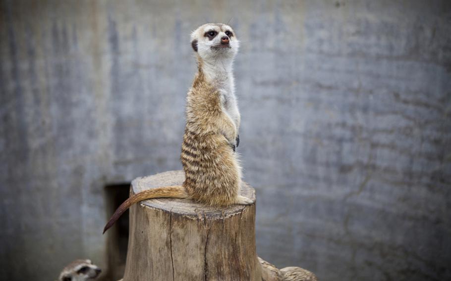 Curious meerkats are another attraction at Gunma Safari Park.