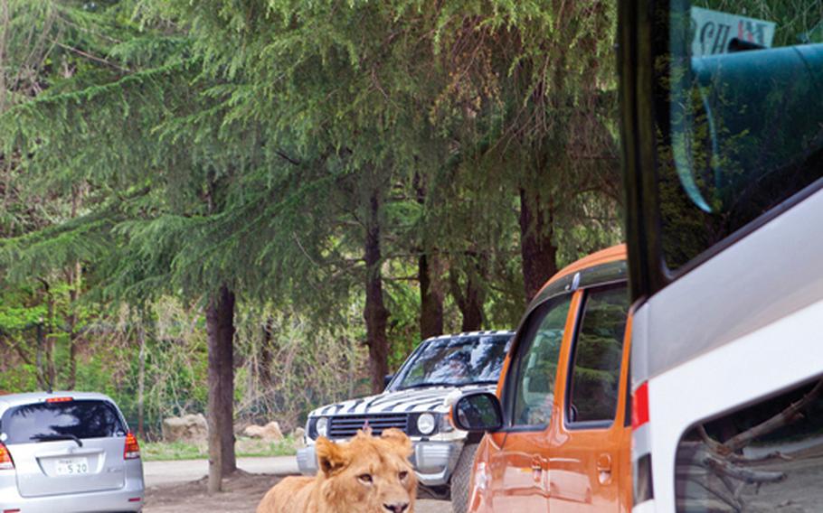 It was quite surreal sight to watch as lions casually walked by cars filled with gawking tourists Gunma Safari Park.