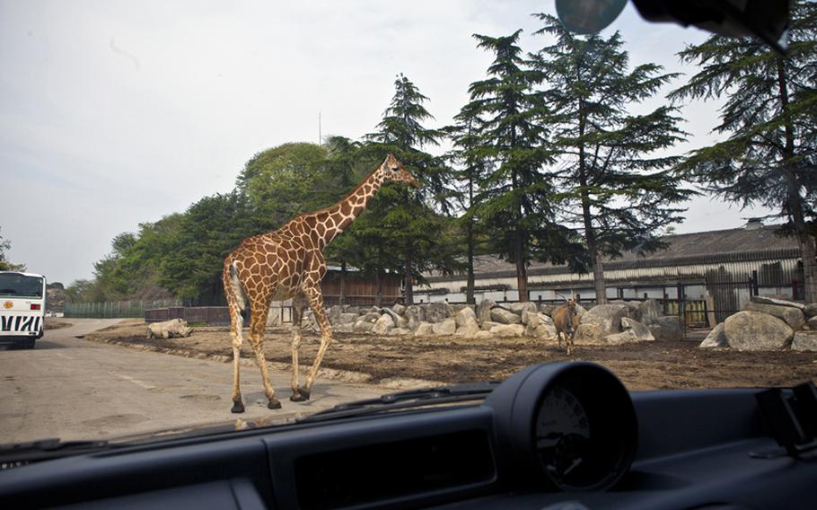 A crossing giraffe is one of the many animals to see at Gunma Safari Park.