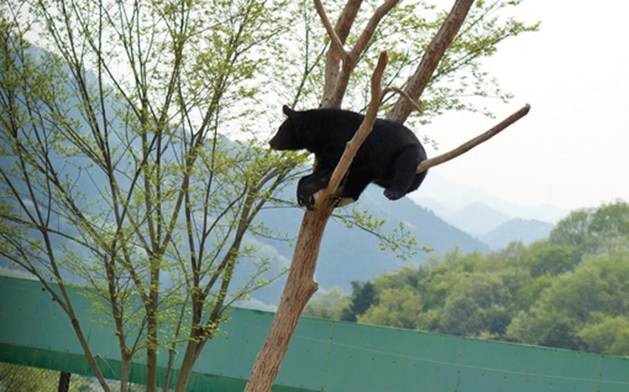 While driving through the Gunma Safari Park, my friends and I saw a black bear up in tree looking down at all the passing cars.