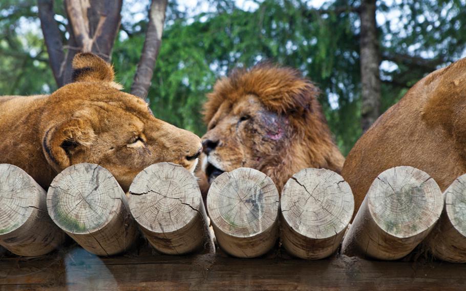Some of the lions at Gunma Safari Park bear deep wounds and battle scars -- a reminder of how deadly and vicious the big cats can be -- but visitors are safe inside their cars or the park's buses.