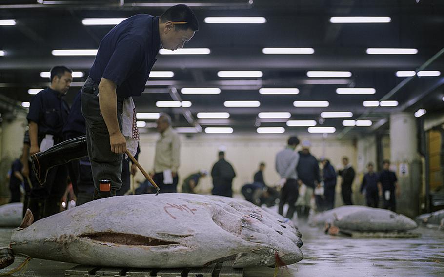 Prospective buyers peruse the selection of bluefin tuna.