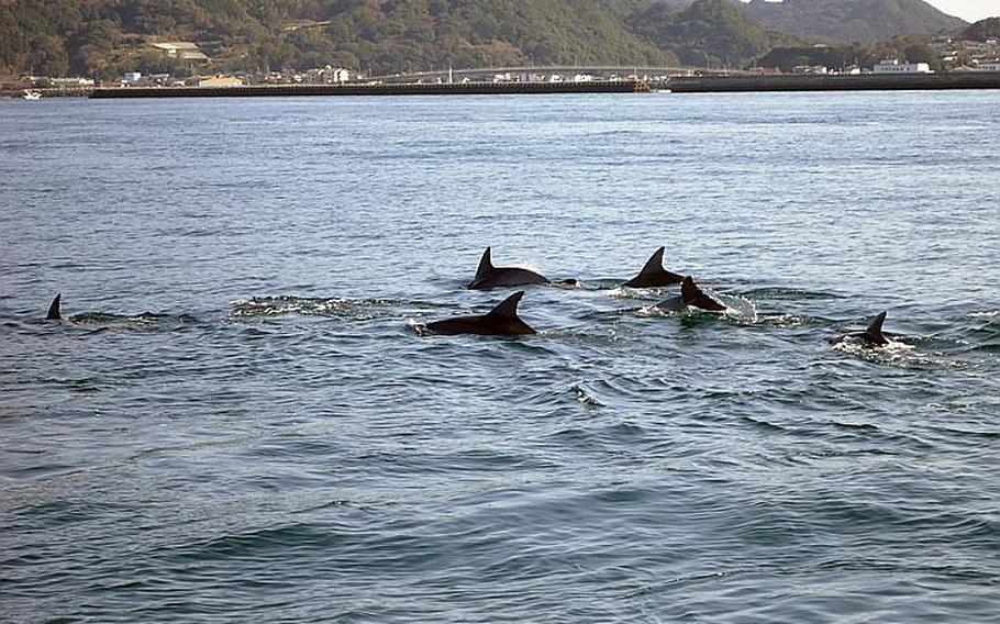 A pack of bottlenose dolphins is spotted from a Kazusa Iruka Watching vessel in late February. The sea between Nagasaki and Kumamoto prefectures is home to about 300 wild dolphins. They are easily found more often than not and because they are so used to the watching vessels, they often come close enough to touch and put on quite a show.
