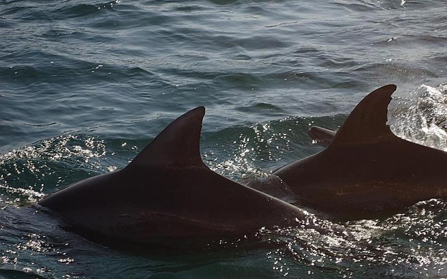 Japan's indigenous bottlenose dolphins swim close enough to touch from a Kazusa Iruka Watching vessel in late February.