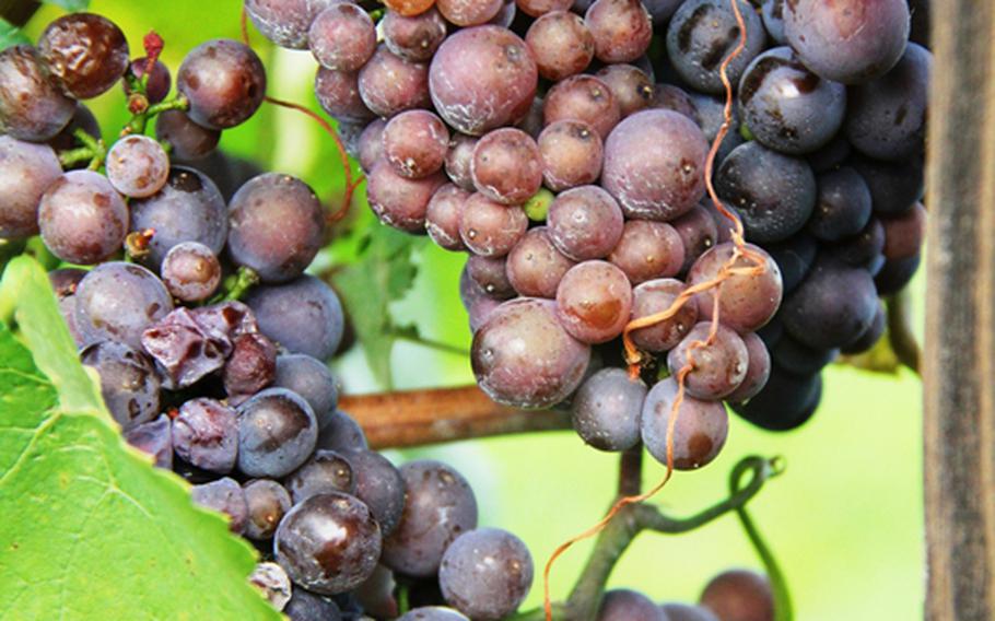 Grapes on the vine will be harvested for wine production along Germany's Bergstrasse, between Darmstadt and Heidelberg.