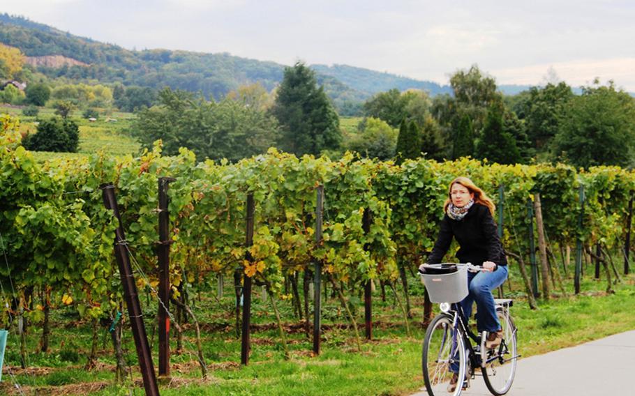 There are several ways to enjoy the Bergstrasse vineyards, including biking through them. Culinary walks that combine wine-tasting with the opportunity to partake of light snacks while strolling through the vineyards also provide a relaxing means to appreciate the grapes.