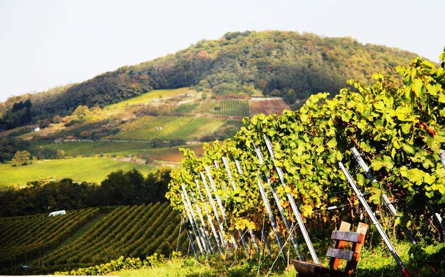 The hills along Germany's Bergstrasse, between Darmstadt and Heidelberg, are covered with vineyards.