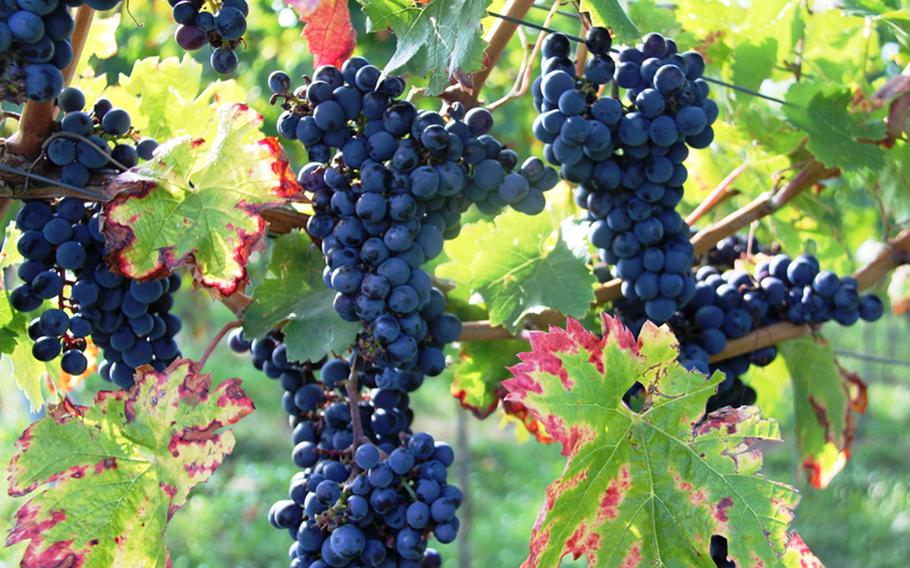 Bergstrasse grapes thrive in the sunshine along the route between Darmstadt and Heidelberg.