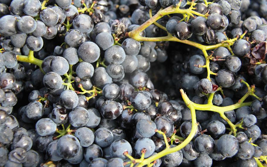 Succulent bunches of Bergstrasse grapes wait to be pressed into wine.