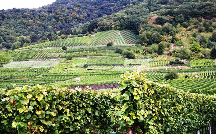 Row upon row of grapevines cover the hills between Darmstadt and Heidelberg, along Germany's Bergstrasse.