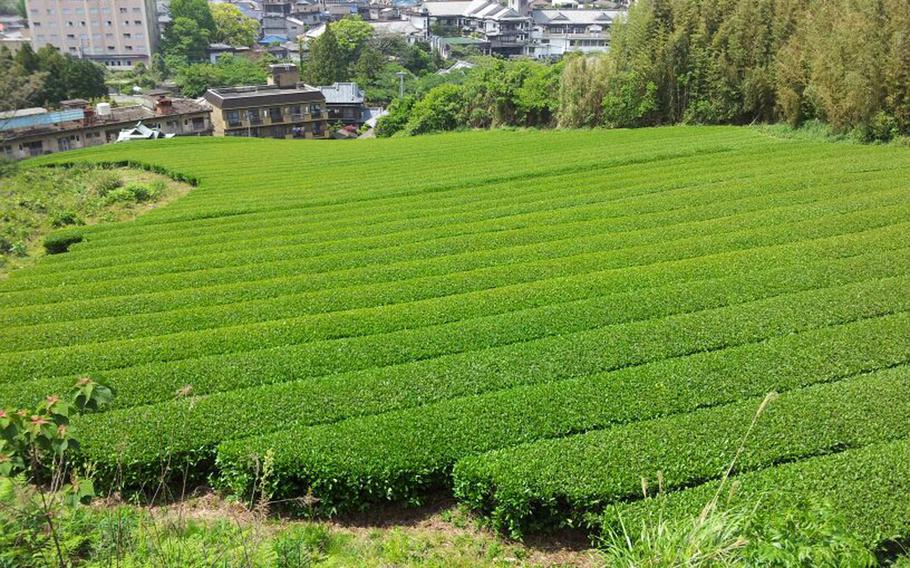 Hizen Yume Kaido overlooks Ureshino, Japan, and picturesque green tea fields.