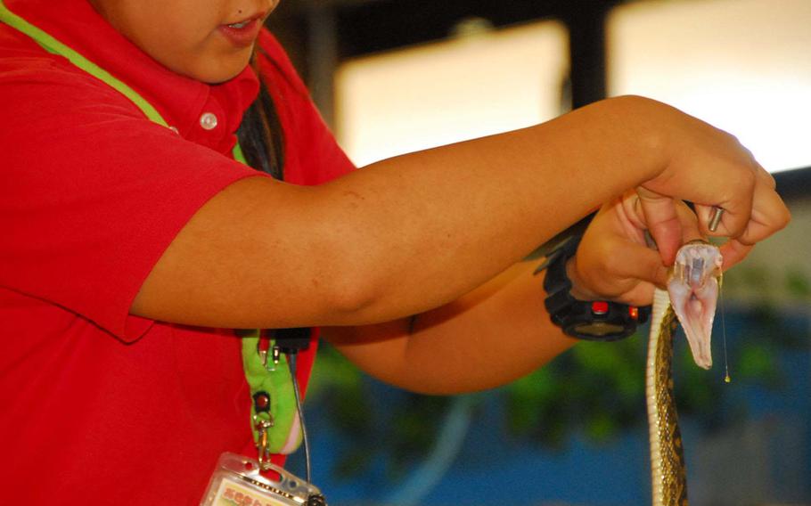 A park employee squeezes venom from a habu during Okinawa World's snake show.