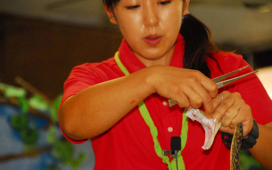 A park employee squeezes venom from a habu during Okinawa World's snake show.