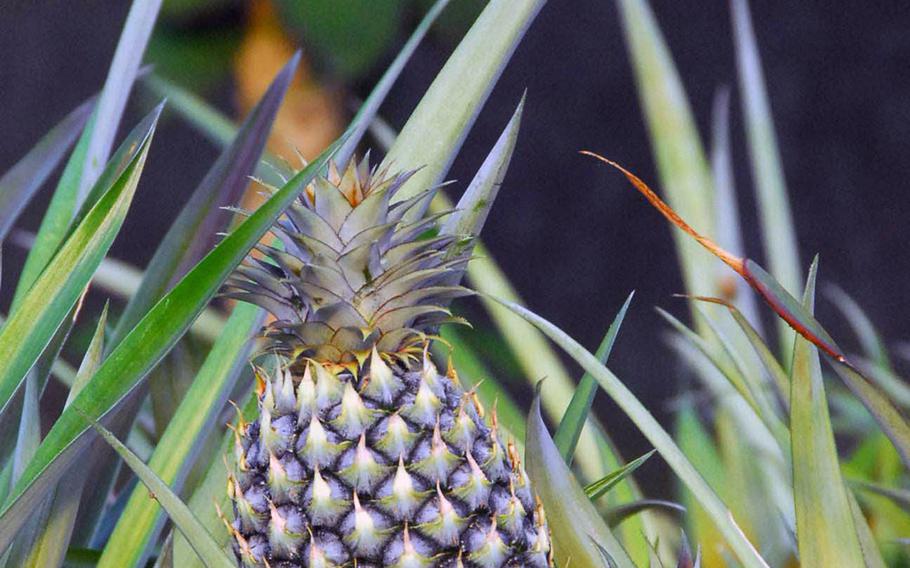 A young pineapple grows near some papaya in Okinawa World's fruit orchard.