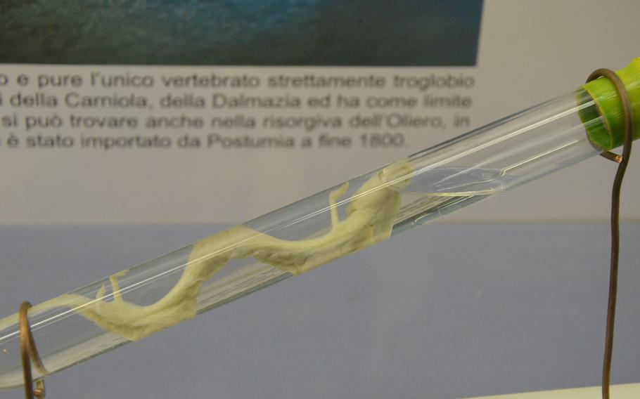 A test tube at the Fortress of Monfalcone, in Monfalcone, Italy, holds a white salamander. White salamanders were once believed to have been the offspring of dragons.