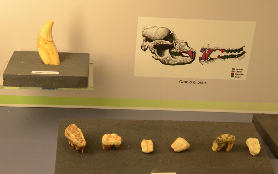 The teeth of saber-toothed tigers, which roamed the earth for almost 1.5 million years, are on display at the Fortress of Monfalcone, located on a hill above Monfalcone, Italy.