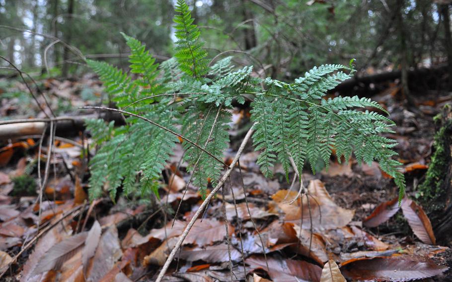 Lots of foliage, like this green fern, add color and tranquility to a hike to the Humbergturm. 