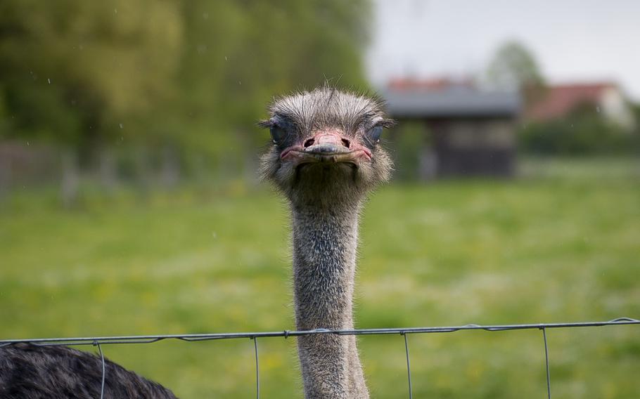 The Ostrich Farm Mhou in Ruelzheim, Germany, has a walking trail, gift shop and restaurant that is open all year.