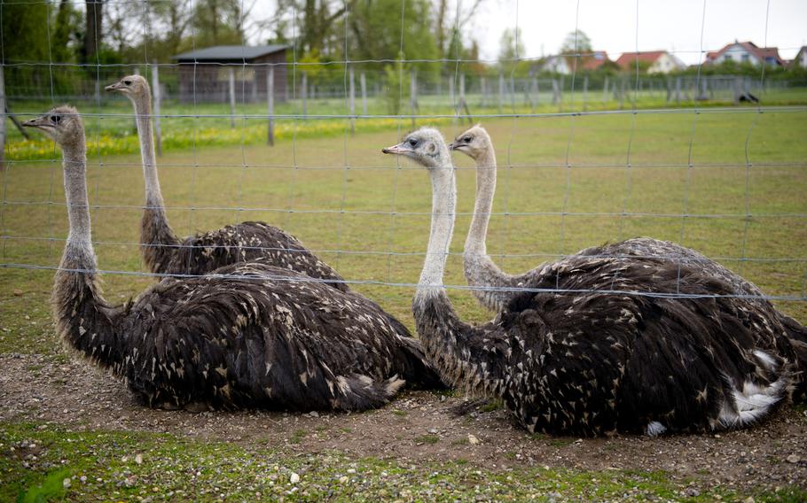Ostriches keep warm at the Ostrich Farm Mhou in Ruelzheim, Germany.The farm offers visitors the chance to look at adult and baby ostriches and to dine on ostrich specialties.