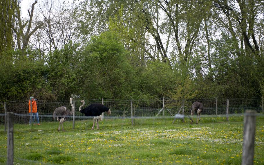 Visitors photograph adult ostriches at Ostrich Farm Mhou in Ruelzheim, Germany, April 24, 2016.