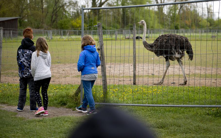 Visitors to Ostrich Farm Mhou in Rulzheim, Germany, take a walk with an adult ostrich.