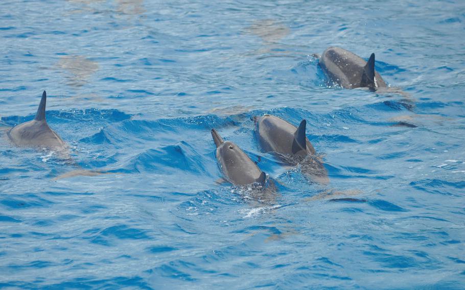 Spinner dolphins come up for air off the northwest coast of Oahu, Hawaii, May 3, 2016.