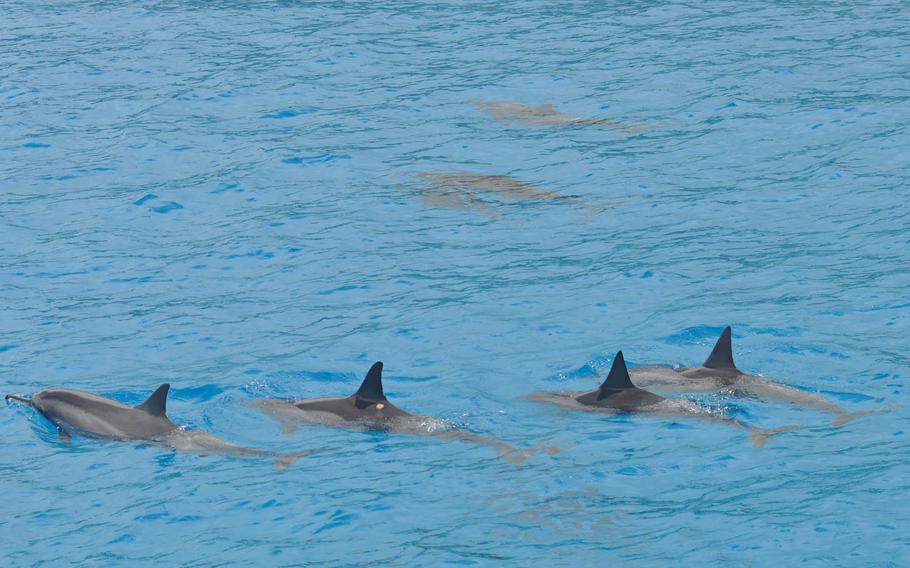A quad of dolphins move in unison in waters just off the northwest coast of Oahu. The dolphins are asleep, so their movements are slow and graceful.
