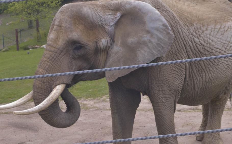 An African elephant eats at the Opel Zoo. The park contains the only elephants in the German state of Hessen, which are housed alongside giraffes and zebras in one of Europe's largest enclosures.