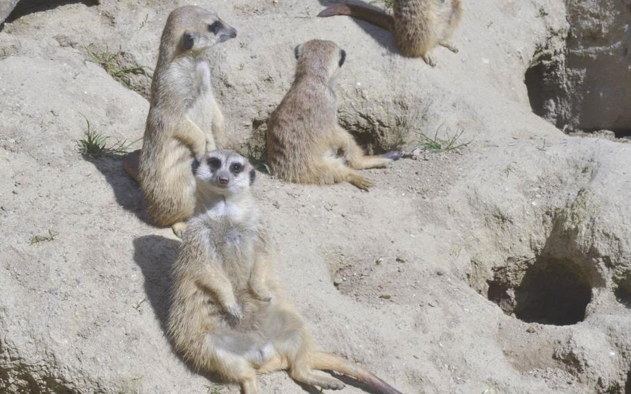 Meerkats enjoy the sun in their enclosure at Opel Zoo. The park has a small colony of the African mammals which are known for their burrows and ability to stand guard for hours on end.